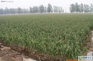 绿色蔬菜,新鲜大蒜价格_绿色蔬菜,新鲜大蒜厂家_世界工厂网产品信息库