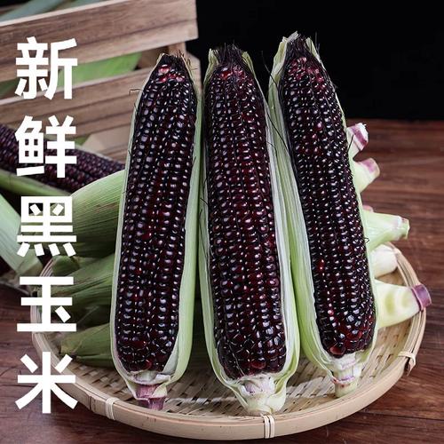 农家黑玉米新鲜蔬菜花青黑玉米现摘黏紫黑玉米9斤包邮