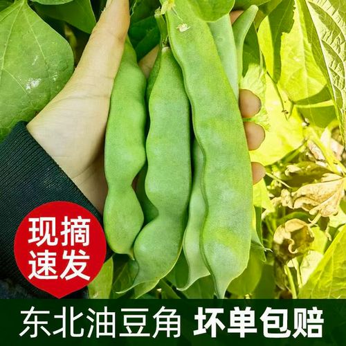 东北油豆角一点红油豆角九月青新鲜蔬菜现摘面豆角开锅烂