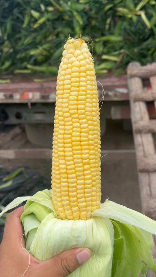 湖北恩施利川水果玉米 新鲜采摘 茄果类蔬菜 直供鲜玉米