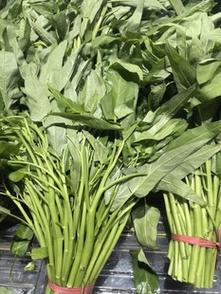新鲜菠菜束摄影图