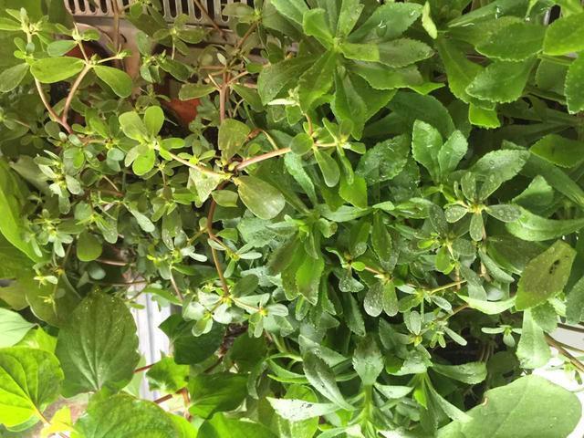 重庆现在流行新鲜蔬菜,绝对涨姿势